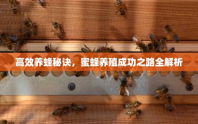 高效养蜂秘诀，蜜蜂养殖成功之路全解析