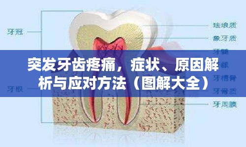 突发牙齿疼痛，症状、原因解析与应对方法（图解大全）