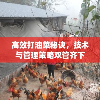 高效打油菜秘诀，技术与管理策略双管齐下