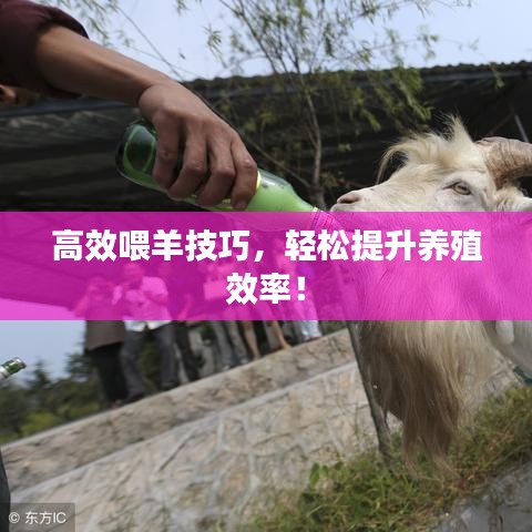 高效喂羊技巧，轻松提升养殖效率！