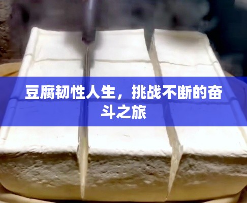 豆腐韧性人生，挑战不断的奋斗之旅