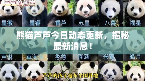 熊猫芦芦今日动态更新，揭秘最新消息！