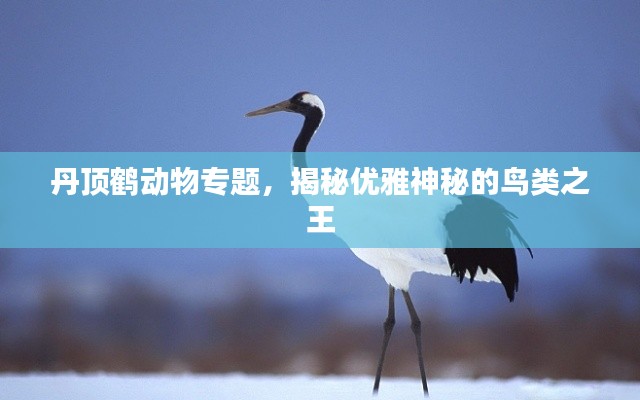 丹顶鹤动物专题，揭秘优雅神秘的鸟类之王