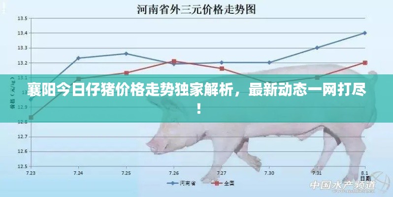 襄阳今日仔猪价格走势独家解析，最新动态一网打尽！