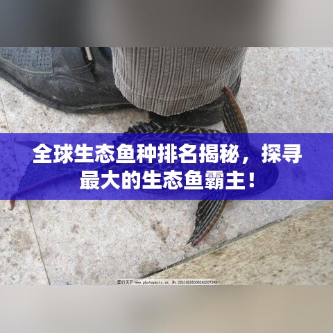 全球生态鱼种排名揭秘，探寻最大的生态鱼霸主！