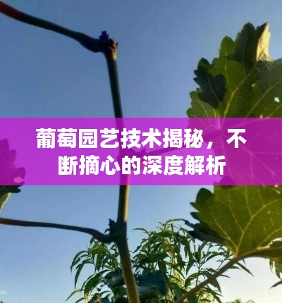 葡萄园艺技术揭秘，不断摘心的深度解析