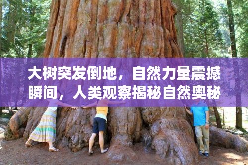 大树突发倒地，自然力量震撼瞬间，人类观察揭秘自然奥秘