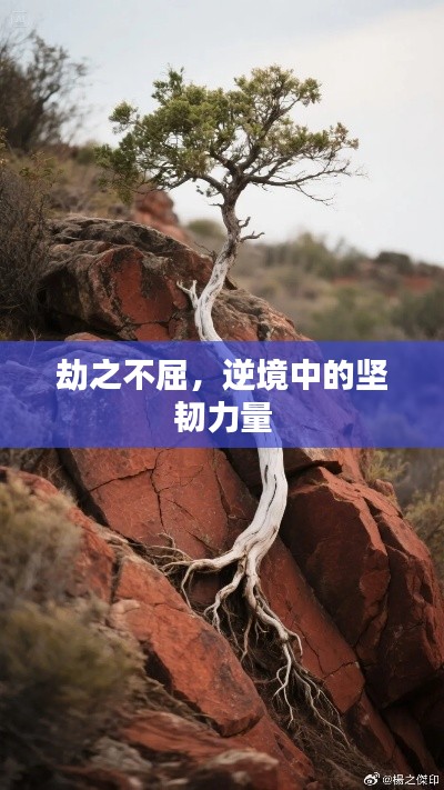 劫之不屈，逆境中的坚韧力量