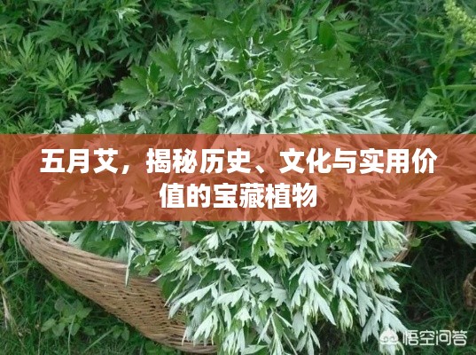 五月艾，揭秘历史、文化与实用价值的宝藏植物