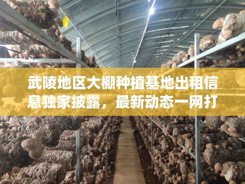 武陵地区大棚种植基地出租信息独家披露，最新动态一网打尽！