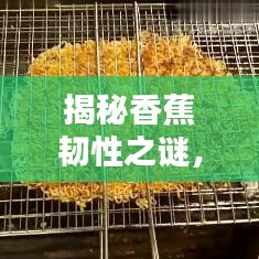布衣蔬食