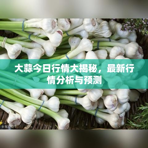大蒜今日行情大揭秘，最新行情分析与预测